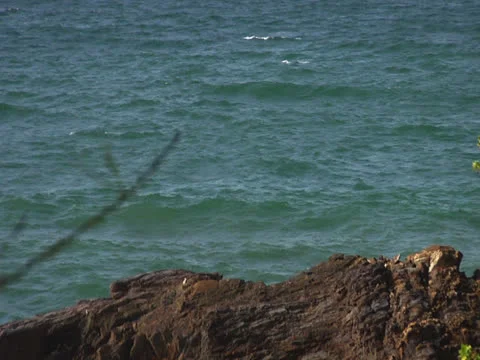 Twig and Sea in Background Video stock 25948942