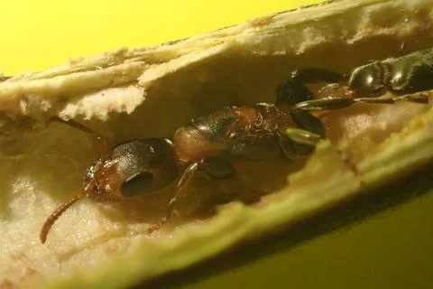 Twig ant (Pseudomyrmex) Foto stock