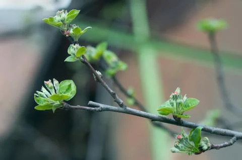 Twig of apple-tree Stock Photos