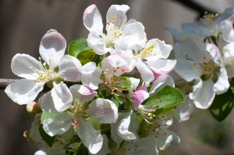 Twig of apple-tree Stock Photos