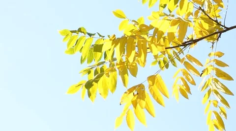 Twig of ash tree with yellow leaves swaying in the wind Видео 41891679