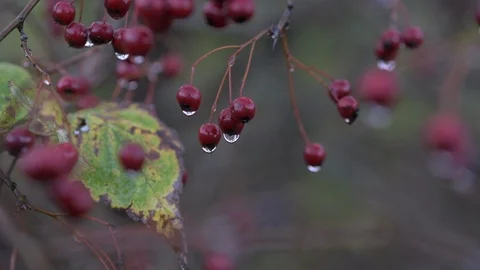 Twig of berries with dripping droplets Stock Footage 98033657