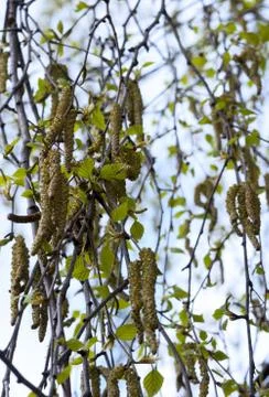 Twig of birch Stock Photos