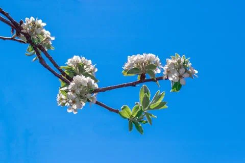 Twig blooming wild cherry tree on blue sky background Stock Photos