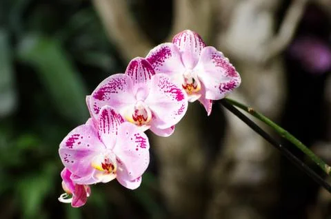 Twig blossoming orchids Stock Photos