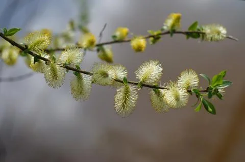 Twig blossoming willow macro Stock Photos
