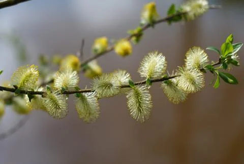 Twig blossoming willow macro Stock Photos