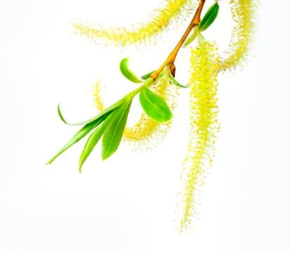 Twig blossoming willow Stock Photos