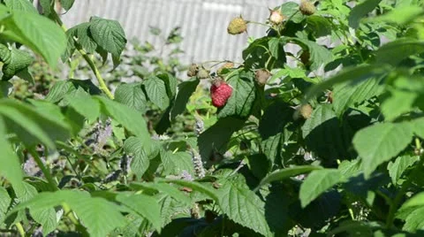 Twig branch raspberry grow move wind Stock Footage 17328728