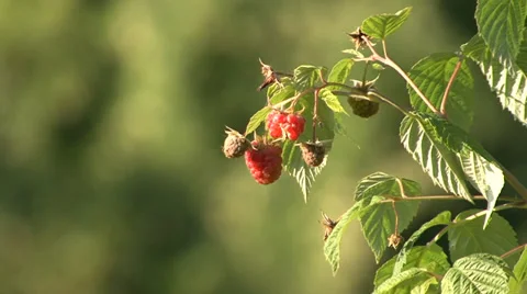 Twig branch of ripe raspberry swaying in the wind Stock-Footage 35582743