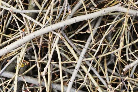 Twig branch texture 写真素材