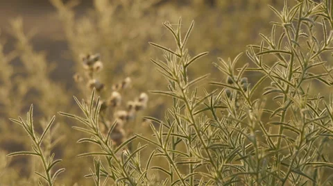 Twig of bush on sunset Stock Footage 58605598