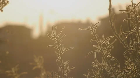 Twig of a bush on a sunset 스톡 동영상 58605772