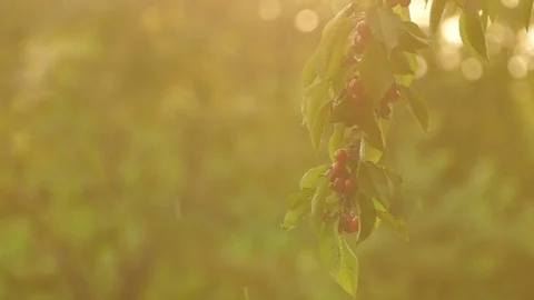 Twig of cherry tree in sunset rain Stock Footage 76805411