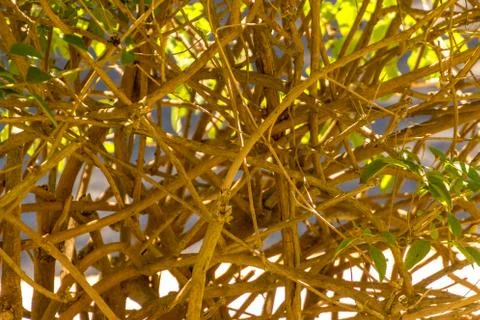 Twig Closeup Stock Photos