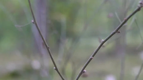 Twig closeup shaken by soft wind bokeh background, 4K, DNxHR 스톡 동영상 153016380