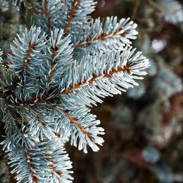 Twig of conifer Foto stock