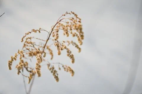 A twig of dried grass on the background of a winter fairy tale 1199. Stock Photos