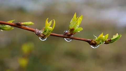 Twig with drops of melted snow Stock Footage 128799304