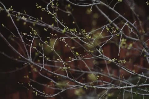 Twig of early spring tree with small green leaves and catkins on blurred nature Stock Photos