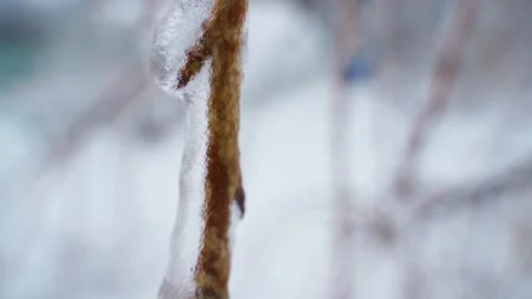 Twig encased in a layer of ice after freezing rain macro. Close-up of frozen Vidéo 343239776