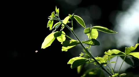 Twig  the evening Stock Footage 25409822