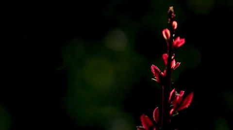 Twig  the evening Stock Footage 25410695