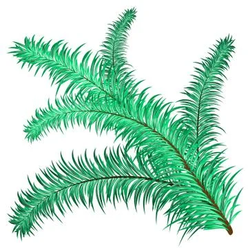 Twig of evergreen Stock Illustration