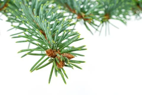 Twig of Fir tree Stock Photos