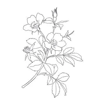 Twig with flowers Stock Illustration