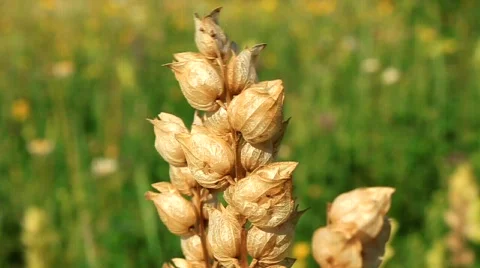 Twig Video stock 585893