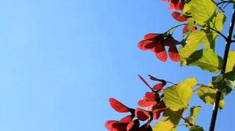 Twig Stock Footage 710900