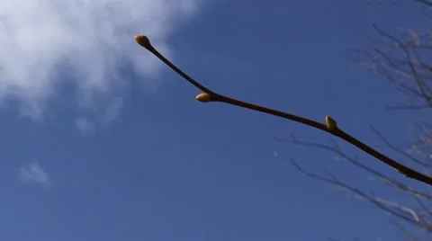 Twig Video stock 18189415