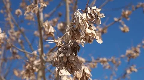 Twig Stock-Footage 22151235