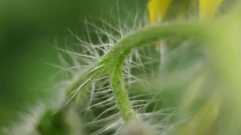 Twig Video stock 24953527