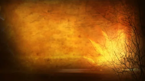 Twig Forest Stock Footage 50647138