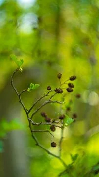 A twig in the forest Stock Photos