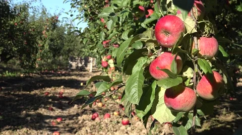 Twig full of ripe fruits and red apples under orchard tree in autumn. 4K Stock Footage 59643385