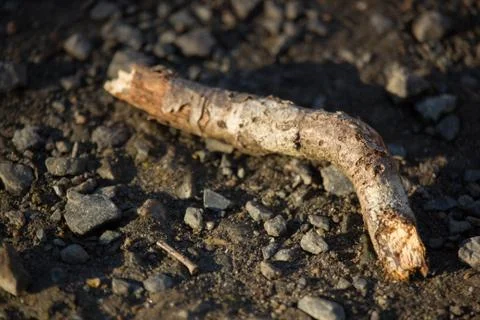 Twig on Ground Stock Photos