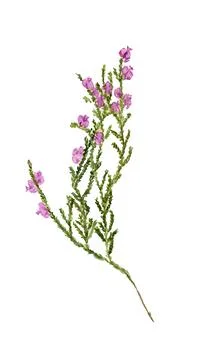 Twig of heather Stock Illustration