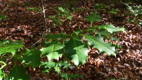 Twig of holly plant in a beech forest. Stock Footage 219475573