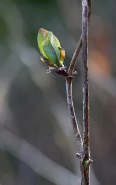 Twig of Honeysuckle, close-up Stock Photos