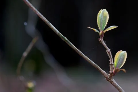 Twig of Honeysuckle Stock Photos
