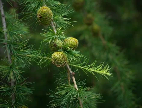 Twig of Larch tree Stock Photos