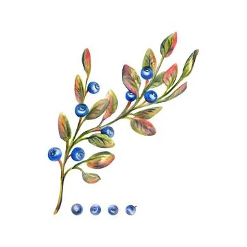 Twig with leaves and blueberries, wild, forest berries, autumn. Watercolor Stock Illustration
