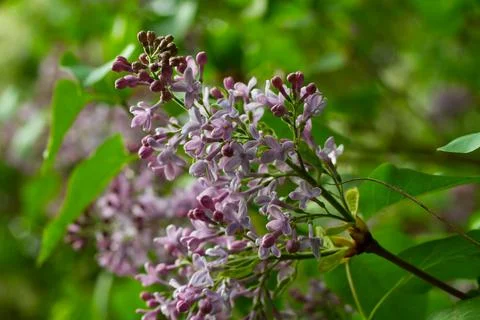 A twig of lilac Stock Photos
