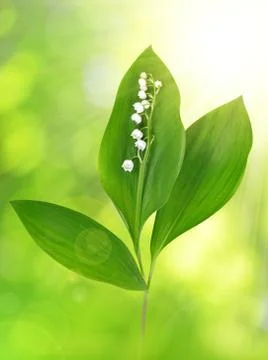 Twig of Lilly of the valley Stock Photos