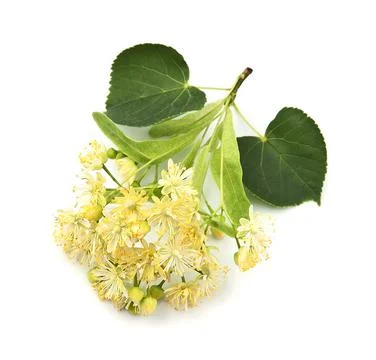 Twig of linden tree Stock Photos