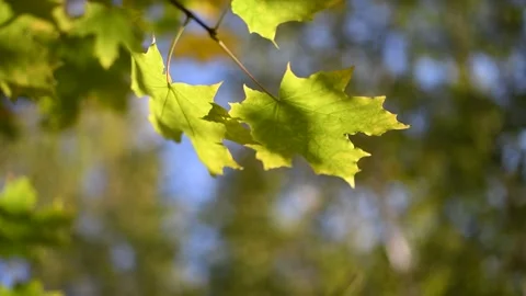 Twig with maple leaves close up Stock Footage 139825390