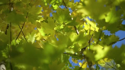 Twig with maple leaves close up Stock Footage 139973415